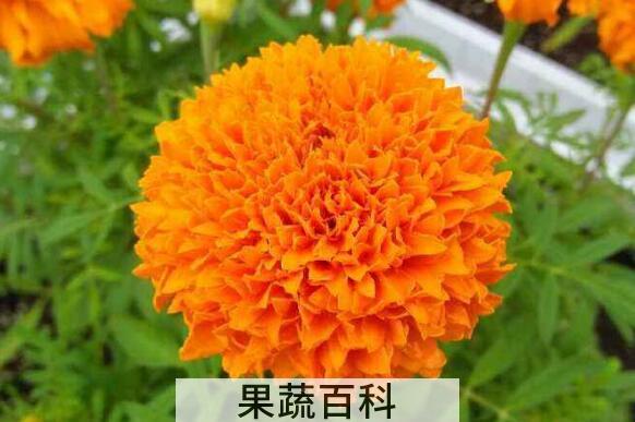 万寿菊的养殖方法和注意事项