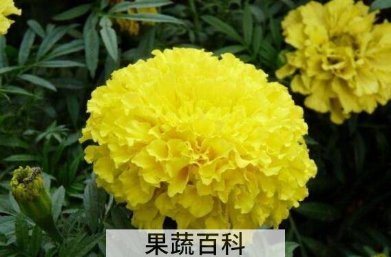 万寿菊的养殖方法和注意事项
