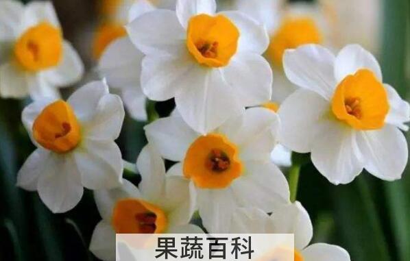 水仙花怎么种植方法 水仙花的养殖方法