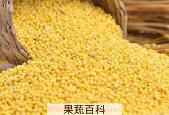 大黄米的功效与作用及食用方法