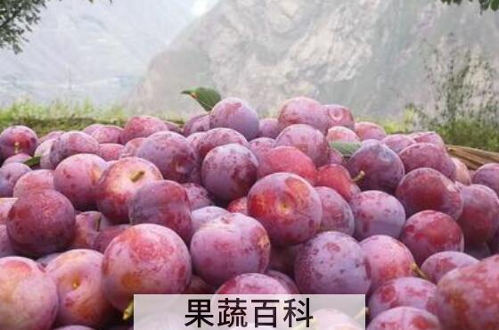 脆红李的功效和营养价值