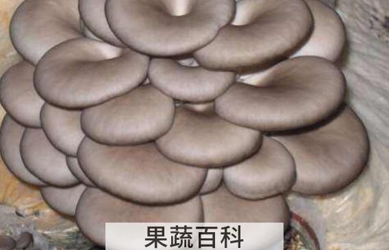 吃平菇的好处和坏处