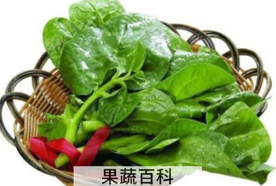 什么人群不能吃木耳菜 木耳菜的禁忌人群