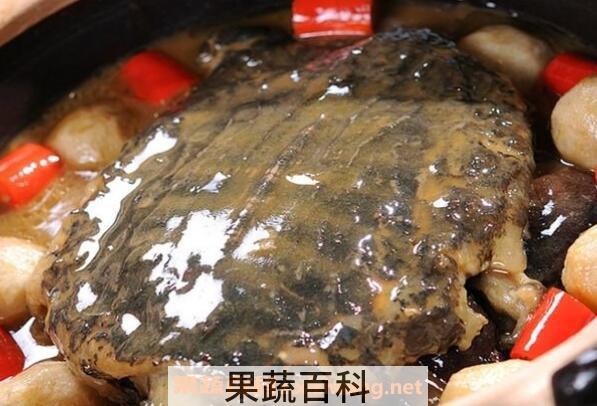 野生甲鱼怎么吃 野生甲鱼的食用方法