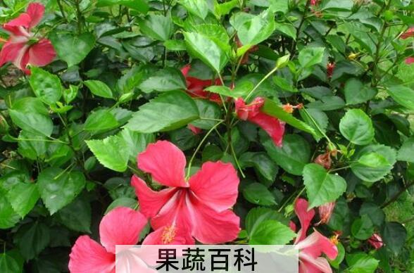 朱槿花的养殖方法和注意事项