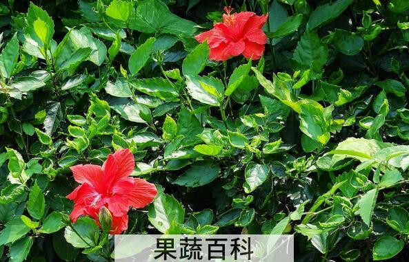 朱槿花的养殖方法和注意事项