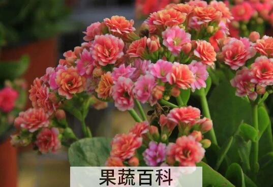 长寿花的养殖方法 长寿花为什么致癌