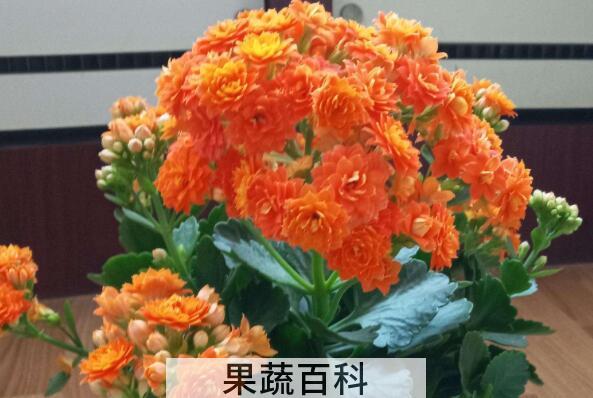 长寿花的养殖方法 长寿花为什么致癌