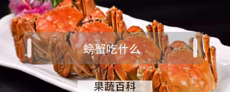 螃蟹吃什么好
