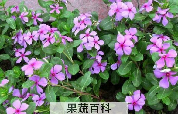 长春花的功效与作用  长春花的的药用价值