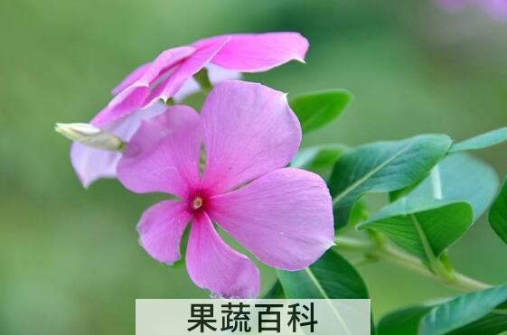长春花的功效与作用  长春花的的药用价值