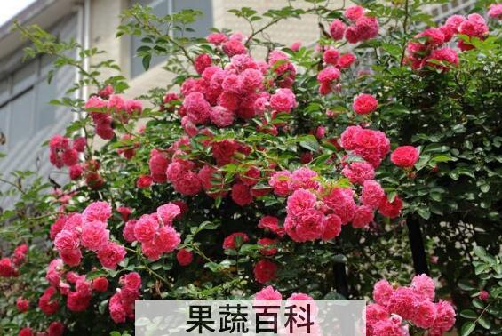 蔷薇花的养殖方法 蔷薇花的扦插方法