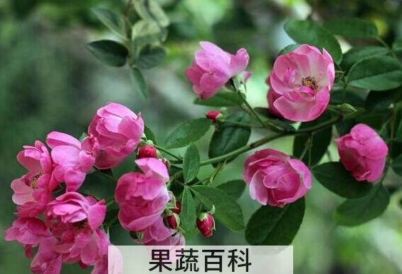 蔷薇花的养殖方法 蔷薇花的扦插方法