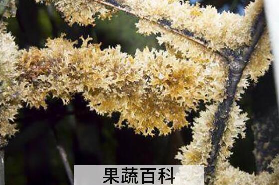 什么是竹燕窝 竹燕窝的功效与作用