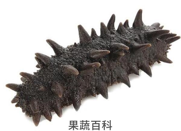 海参能天天吃吗