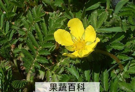 委陵菜的功效与作用及禁忌