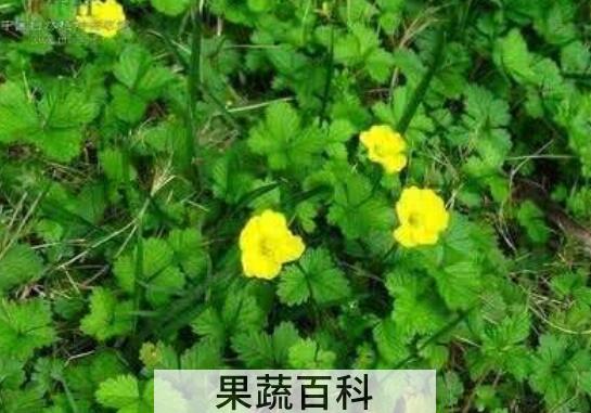 委陵菜的功效与作用及禁忌