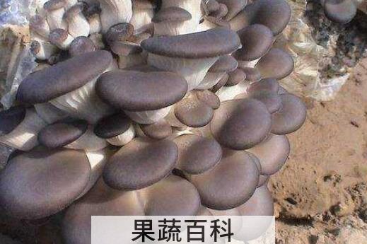 平菇的功效与作用及禁忌