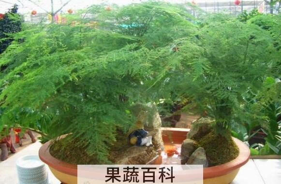 文竹有什么作用与功效 文竹的风水作用
