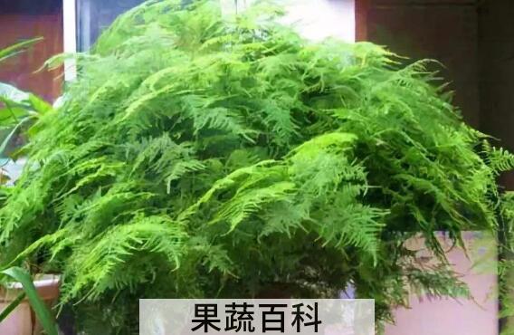 文竹有什么作用与功效 文竹的风水作用