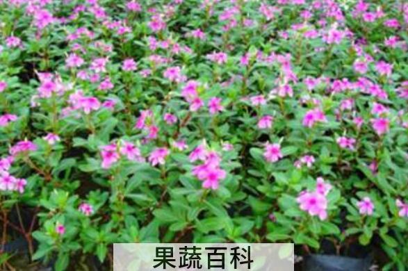 长春花怎么吃 长春花可以泡水吗