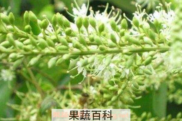 九龙藤蜜的功效与作用 九龙藤蜜哪些人不能吃
