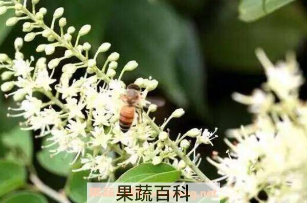 九龙藤蜜的功效与作用 九龙藤蜜哪些人不能吃