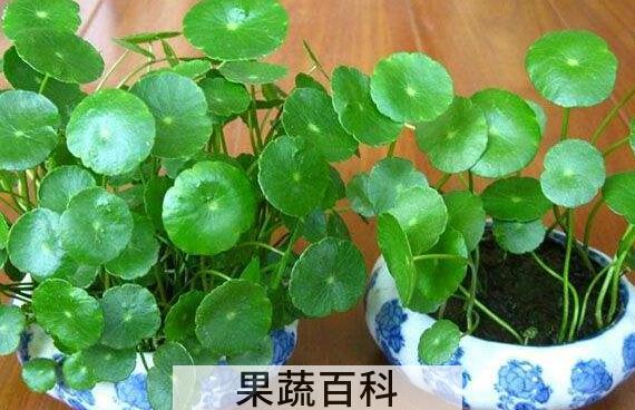 铜钱草有什么作用 铜钱草的风水作用