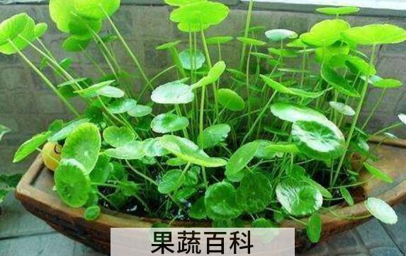 铜钱草有什么作用 铜钱草的风水作用