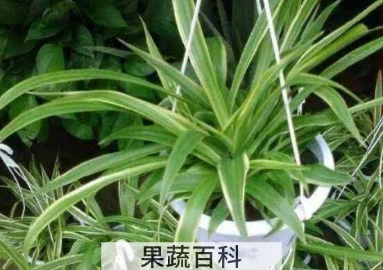 吊兰的功效与作用及药用价值