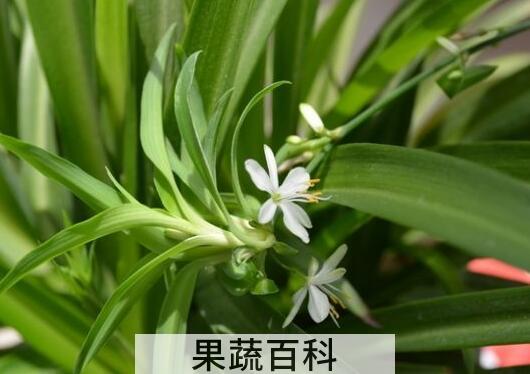 吊兰的功效与作用及药用价值