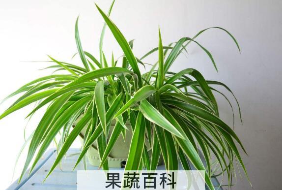吊兰怎么养 吊兰的养殖方法与注意事项
