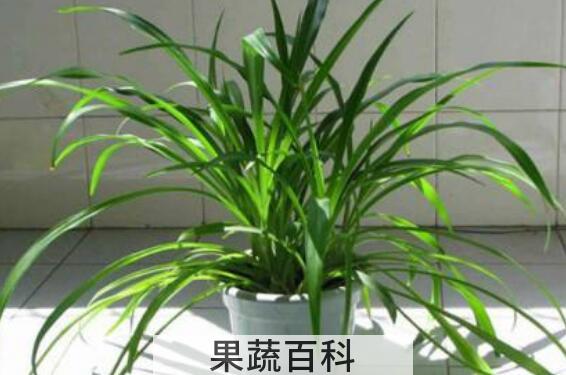 吊兰怎么养 吊兰的养殖方法与注意事项