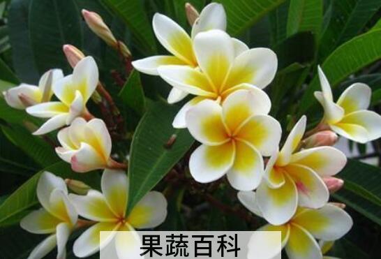 鸡蛋花如何繁殖 鸡蛋花的繁殖方法
