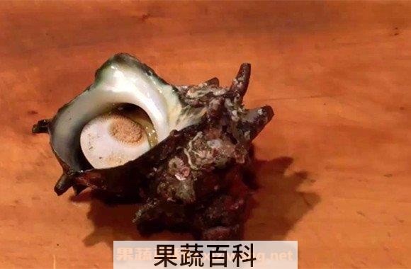 海螺
