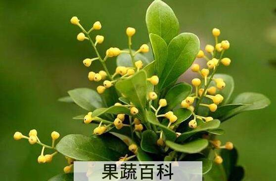 米兰花的养殖方法与注意事项
