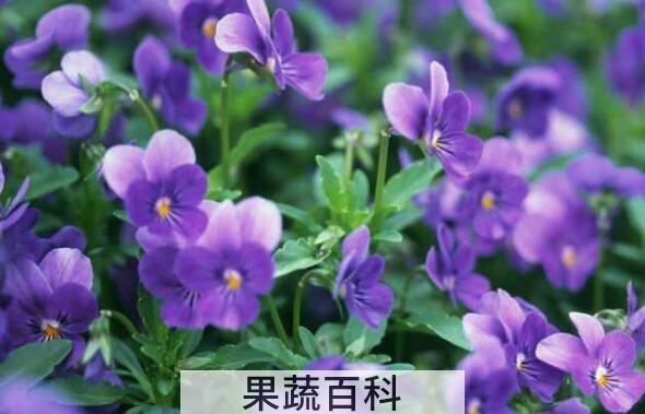 紫罗兰花的养殖方法和注意事项