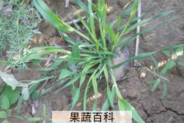 莜麦和燕麦的区别 莜麦的功效与作用
