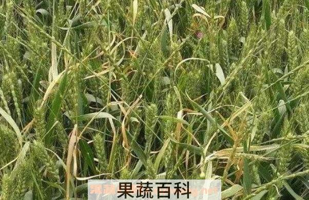 莜麦和燕麦的区别 莜麦的功效与作用