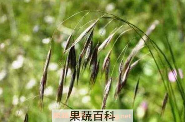 野燕麦的功效是什么 野燕麦有何作用