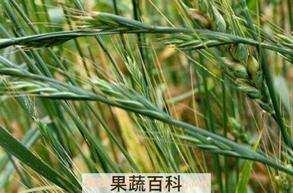 野燕麦的功效是什么 野燕麦有何作用