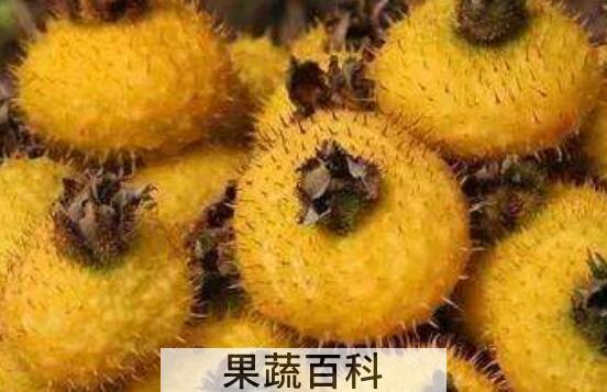 刺梨的功效与作用 刺梨的食用方法