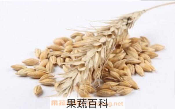 燕麦与野燕麦的区别