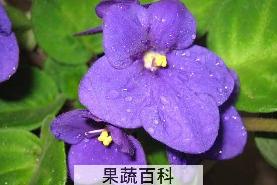 怎样养紫罗兰 盆栽紫罗兰花怎么养