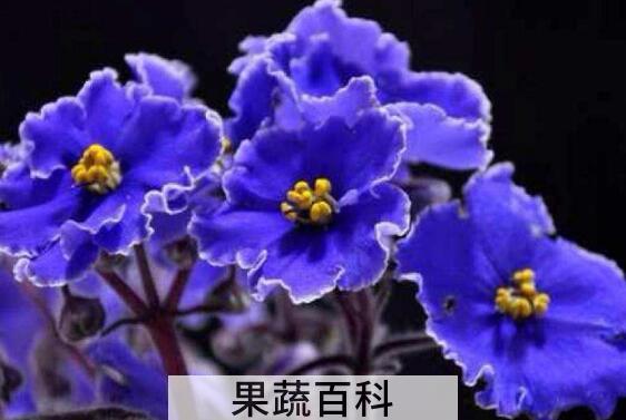 怎样养紫罗兰 盆栽紫罗兰花怎么养