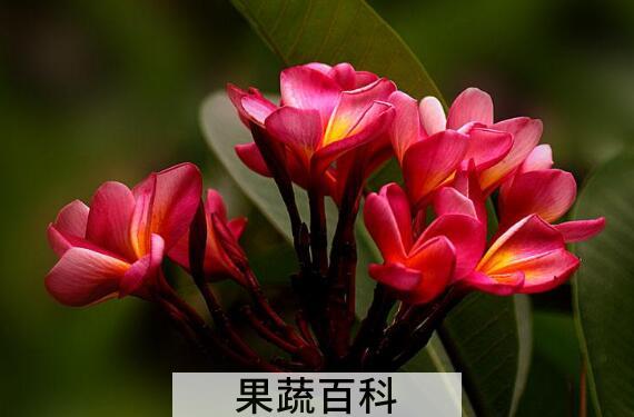 红鸡蛋花的功效与作用 红鸡蛋花怎么养殖