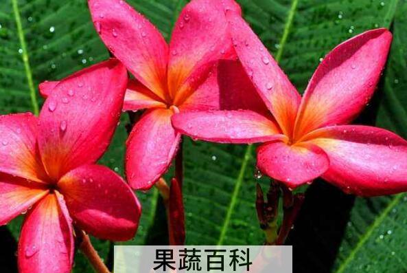 红鸡蛋花的功效与作用 红鸡蛋花怎么养殖