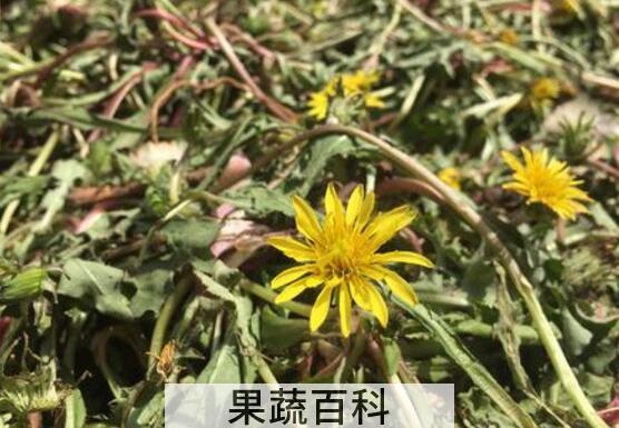 女性喝蒲公英茶的禁忌 蒲公英茶哪些人不宜喝
