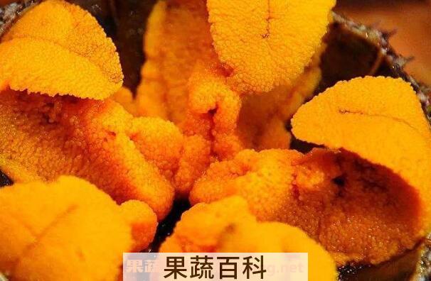 海胆肉怎么吃 海胆肉的做法