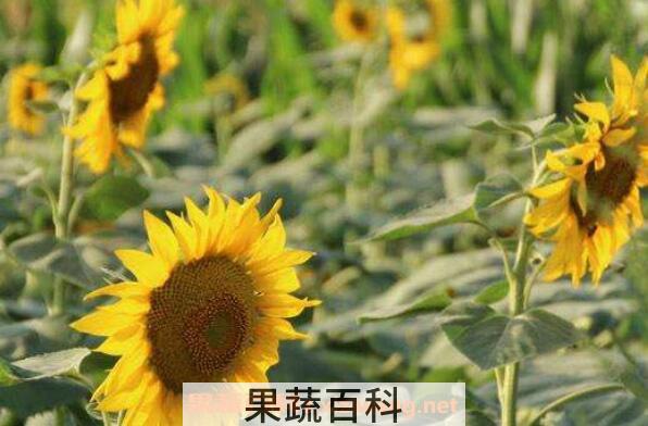 葵花蜂蜜的功效与作用